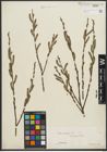 Foto von Salix purpurea L.